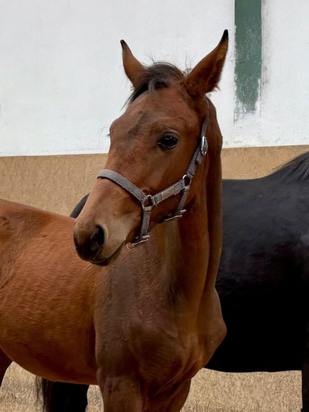 Deutsches Reitpferd, Hengst in Burgthann