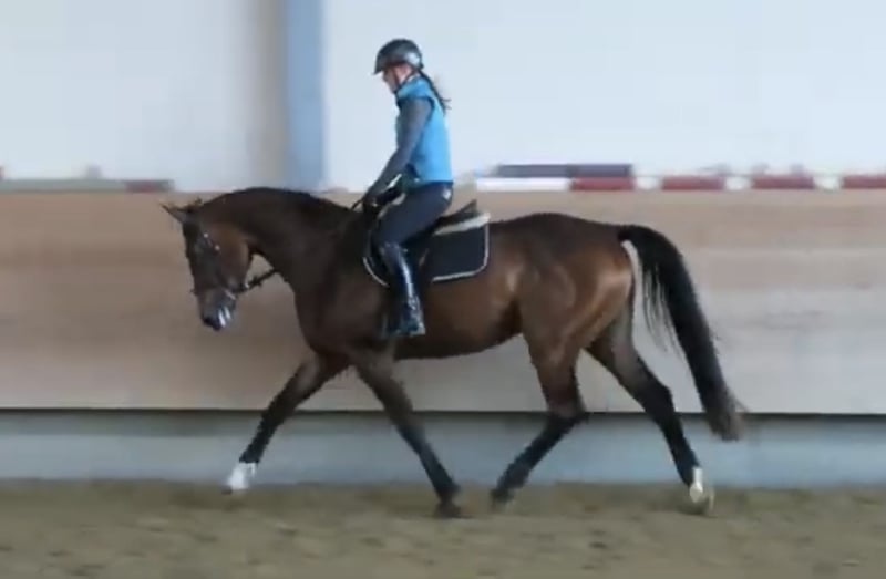 Deutsches Reitpferd, Stute in Biberach an der Riß