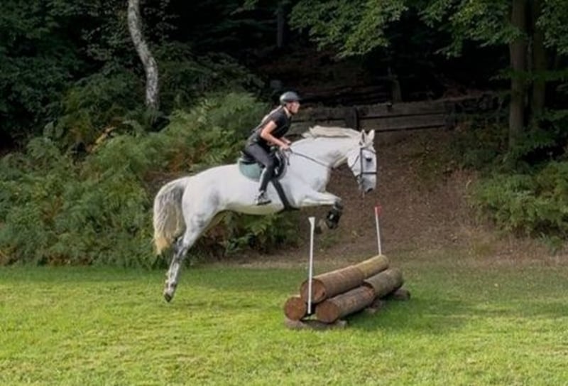 Deutsches Reitpferd, Stute in Hennef (Sieg)