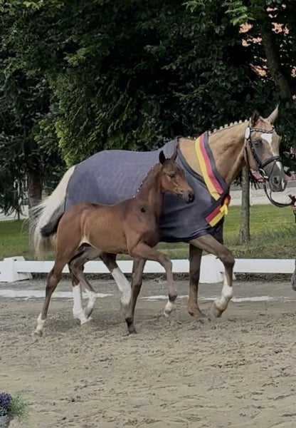 Deutsches Reitpferd, Stute in Steinau