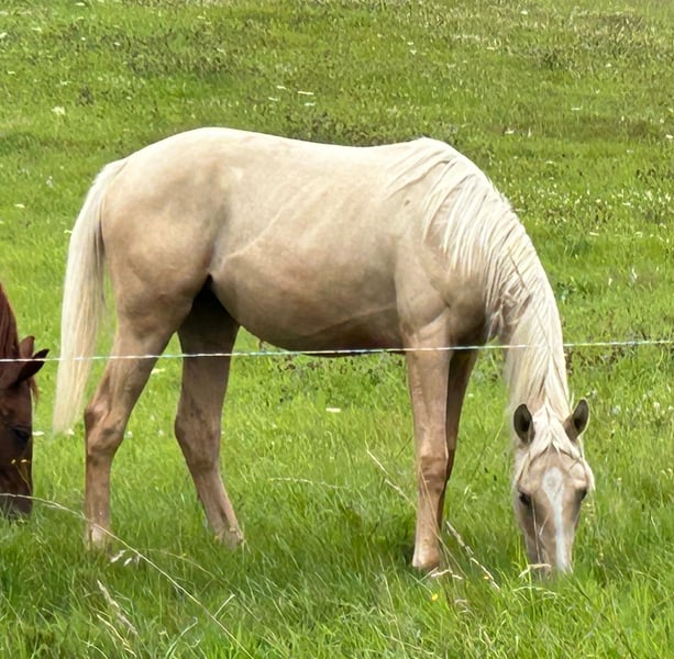 Deutsches Reitpferd, Stute in Heistenbach
