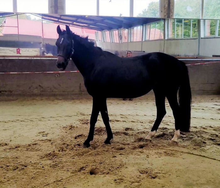 Deutsches Reitpferd, Stute in Emsbüren