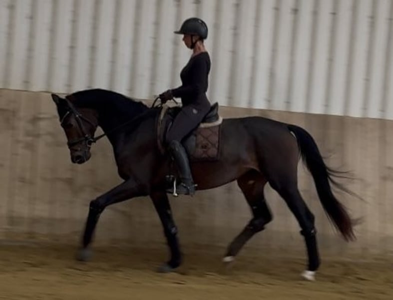 Deutsches Reitpferd, Stute in Welver