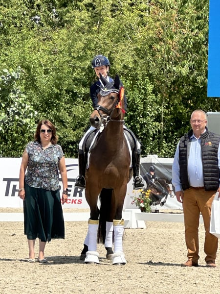 Deutsches Reitpferd, Stute in Bielefeld