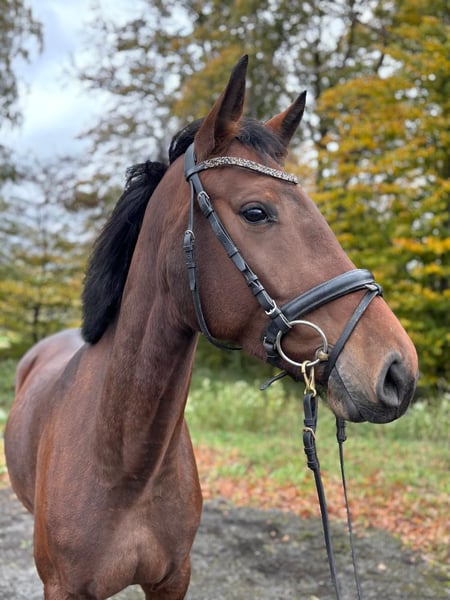 Deutsches Reitpferd, Stute in Overath