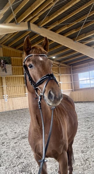 Deutsches Reitpferd, Stute in Meinerzhagen