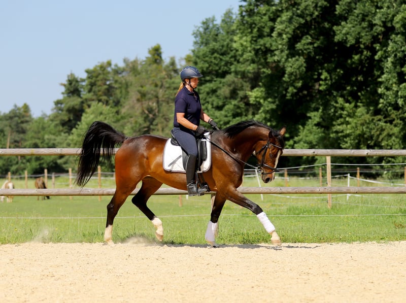 Deutsches Reitpferd, Stute in Schrobenhausen