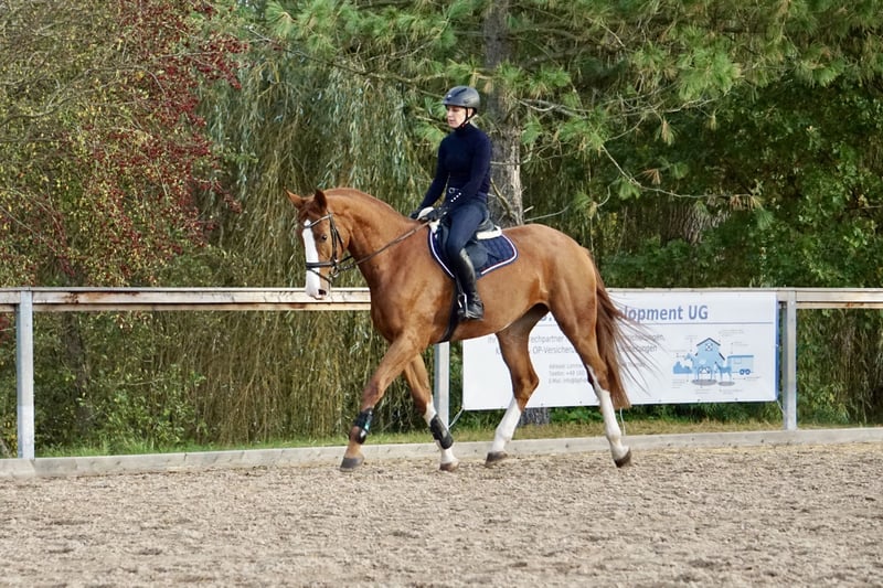 Deutsches Reitpferd, Stute in Neudrossenfeld