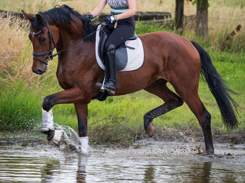 Deutsches Reitpferd, Stute in Warendorf