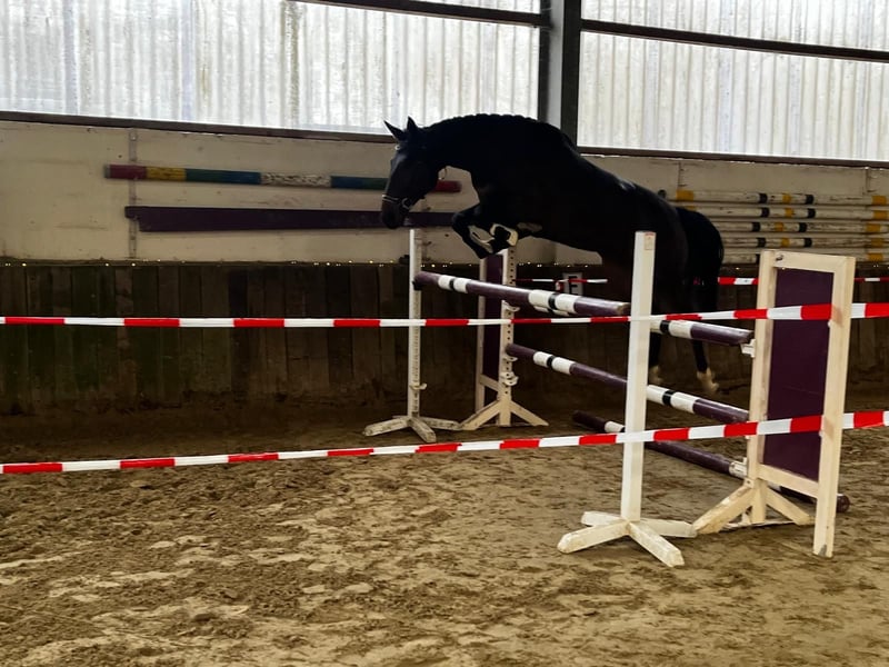 Deutsches Reitpferd, Stute in Kaarst