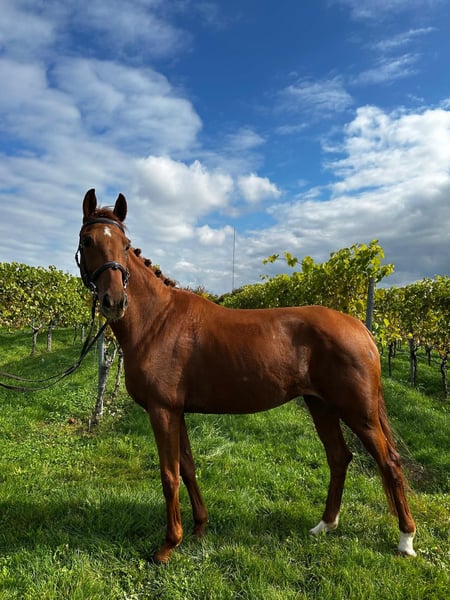 Deutsches Reitpferd, Stute in Abstatt