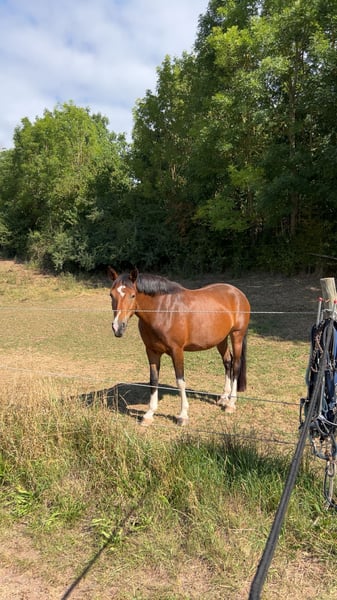 Deutsches Reitpferd, Stute in Burghaun