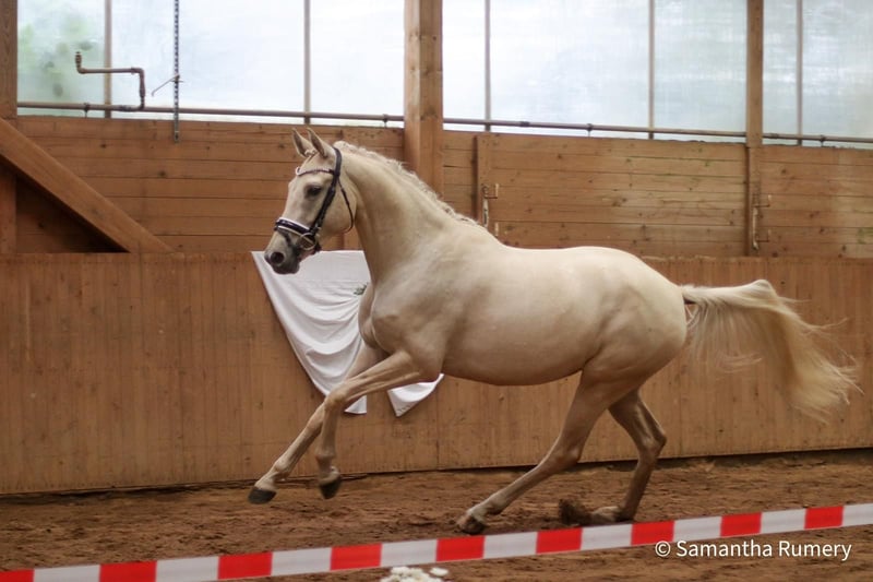 Deutsches Reitpferd, Stute in Heistenbach