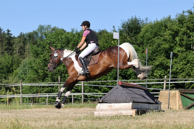 Deutsches Reitpferd, Stute in Freiburg im Breisgau