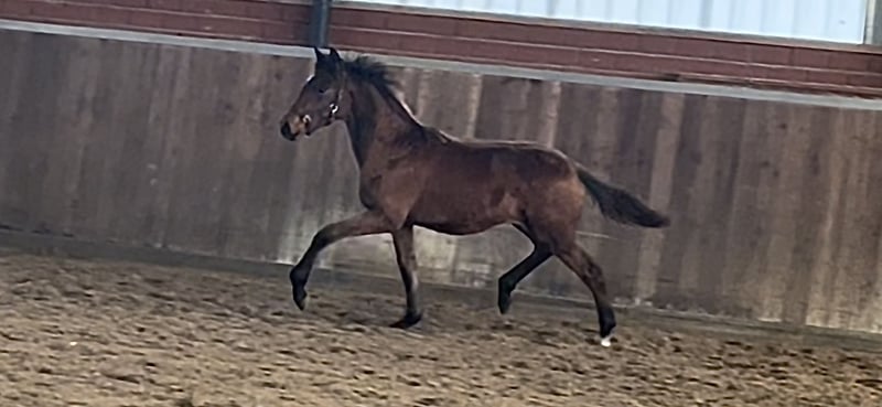 Deutsches Reitpferd, Stute in Recke