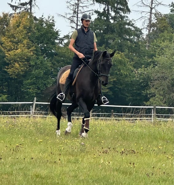 Deutsches Reitpferd, Wallach in Blankenheim