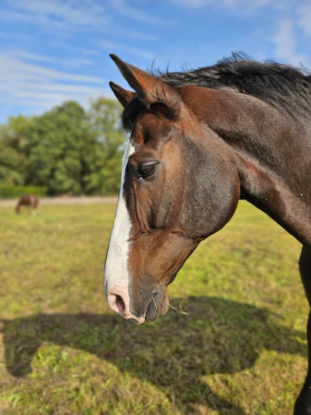Deutsches Reitpferd, Wallach in Bocholt