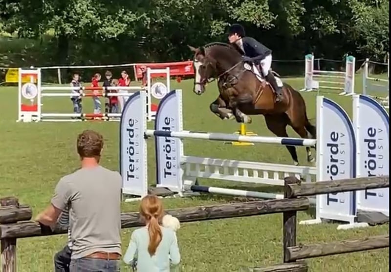 Deutsches Reitpferd, Wallach in Bocholt