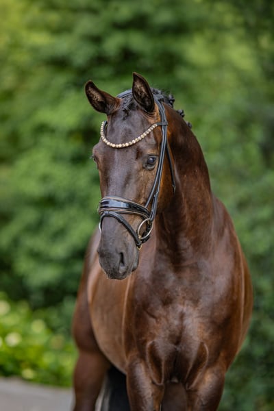 Deutsches Reitpferd, Wallach in Stuhr