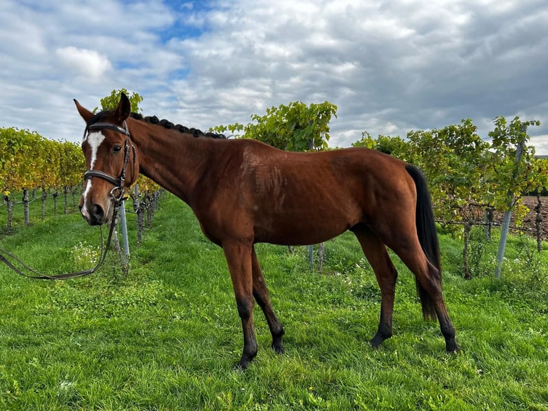 Deutsches Reitpferd, Wallach in Abstatt