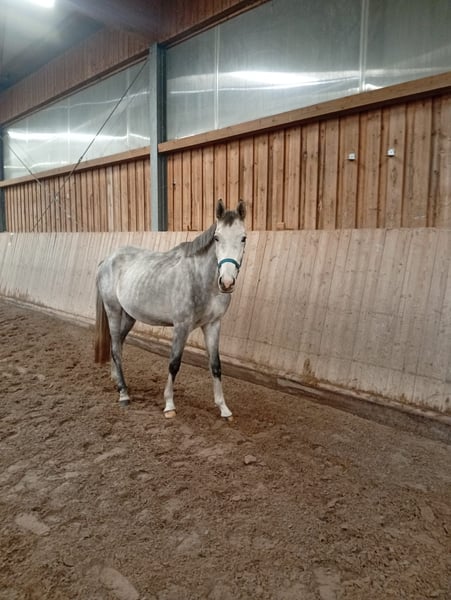 Deutsches Reitpferd, Wallach in Leipzig