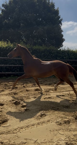 Deutsches Reitpferd, Wallach in Nottuln