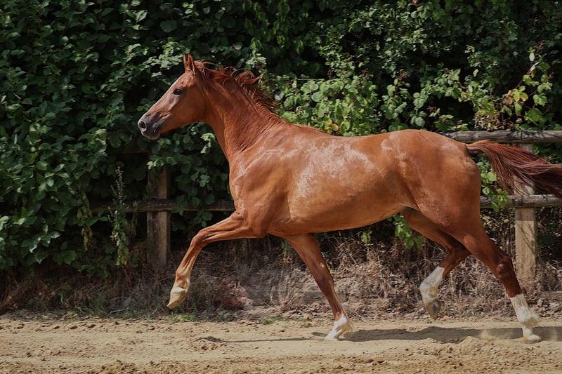 Deutsches Reitpferd, Wallach in Nottuln