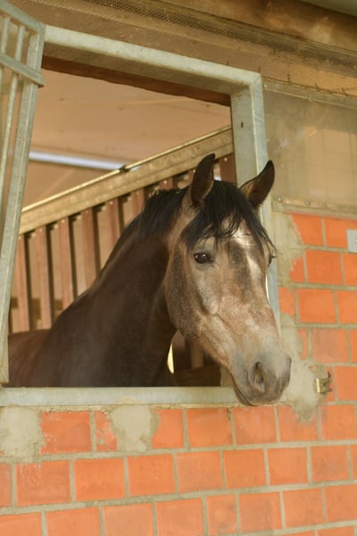 Deutsches Reitpferd, Wallach in Hückelhoven