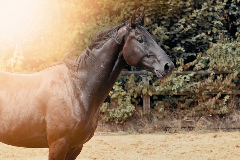 Deutsches Reitpferd, Wallach in Nottuln
