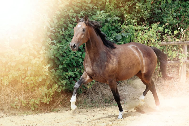 Deutsches Reitpferd, Wallach in Nottuln