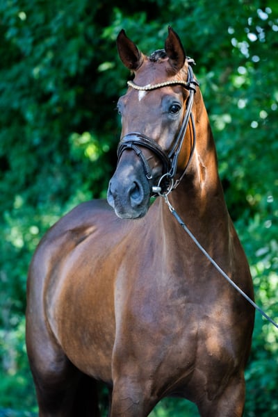 Deutsches Reitpferd, Wallach in Nottuln