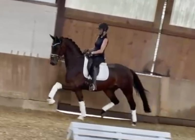 Deutsches Reitpferd, Wallach in Bielefeld