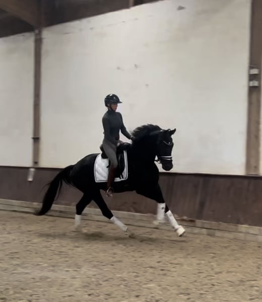 Deutsches Reitpferd, Wallach in Welver