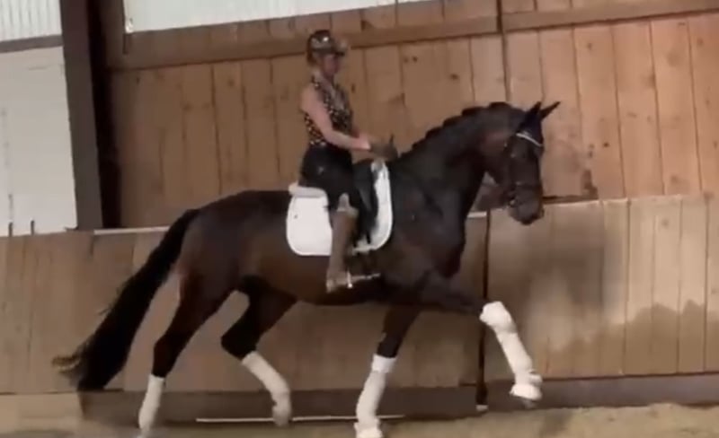 Deutsches Reitpferd, Wallach in Bielefeld