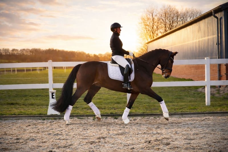 Deutsches Reitpferd, Wallach in Recke, bei Osnabrück