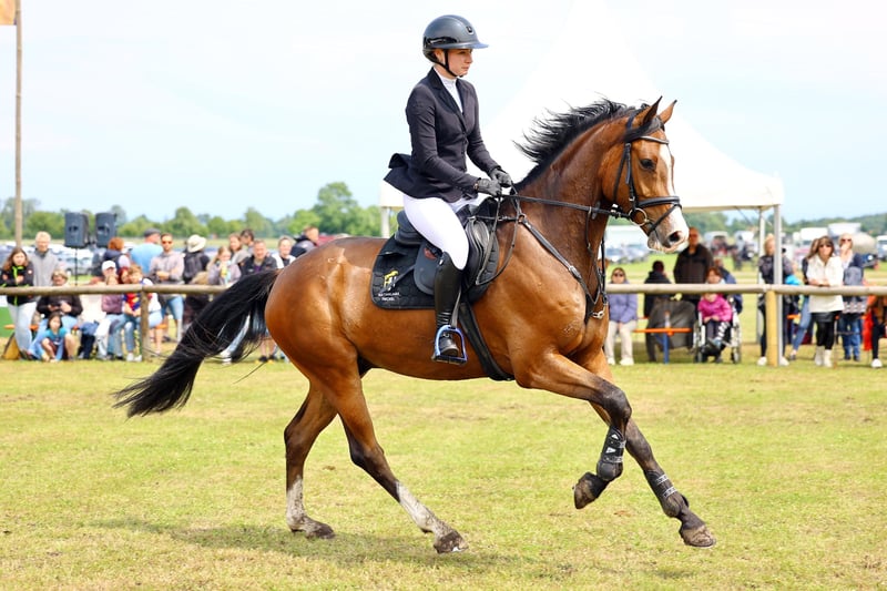 Deutsches Reitpferd, Wallach in Lengenfeld