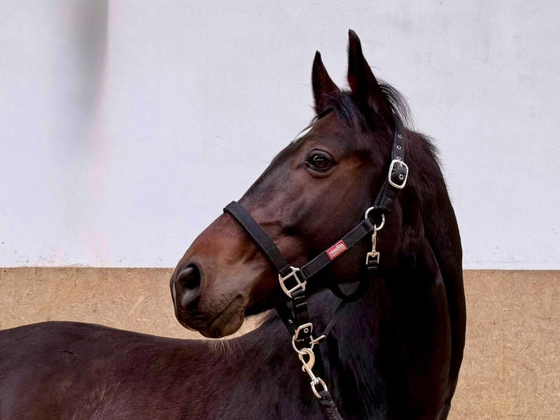 Deutsches Reitpferd, Wallach in Burgthann