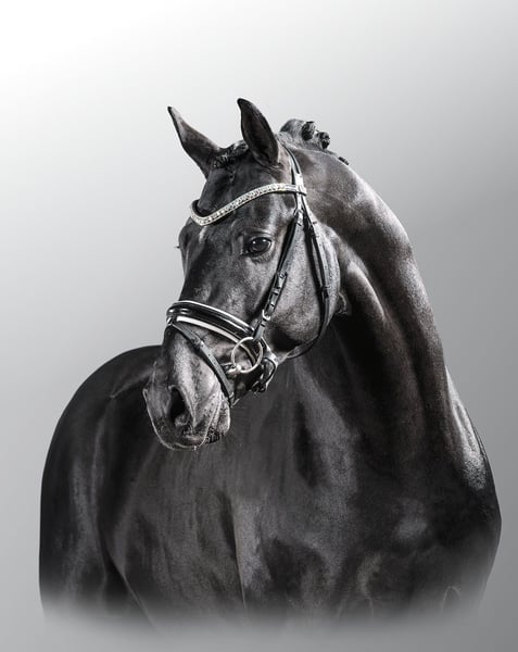Deutsches Reitpony, Hengst in Bedburg