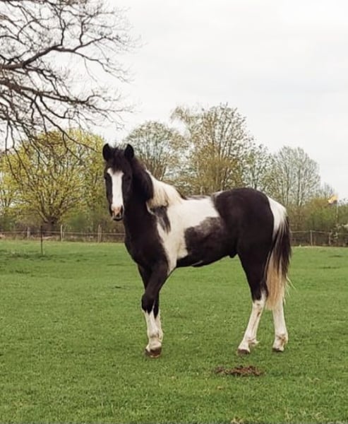 Deutsches Reitpony, Hengst in Oebisfelde