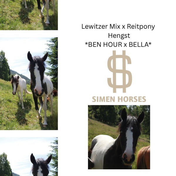 Deutsches Reitpony, Hengst in Steinen