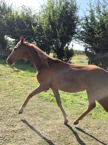 Deutsches Reitpony, Hengst in Vienenburg