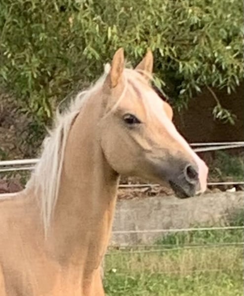 Deutsches Reitpony, Hengst in Suhlendorf