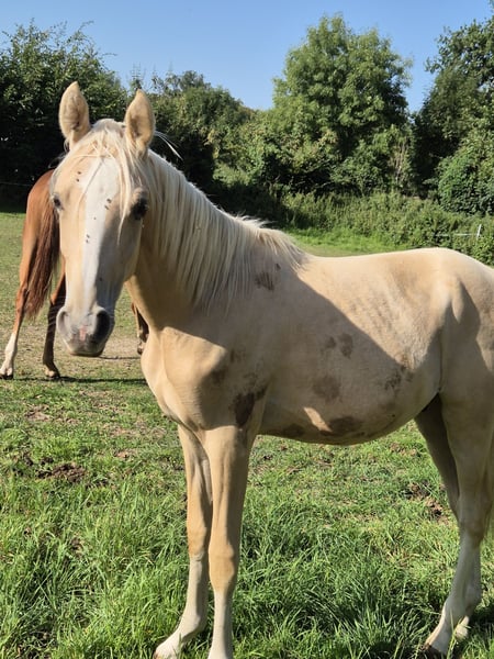 Deutsches Reitpony, Hengst in Vienenburg