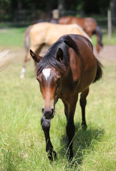 Deutsches Reitpony, Hengst in Neuenkirchen-Vörden