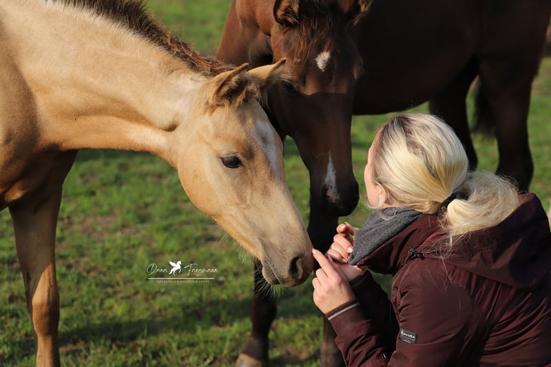 Deutsches Reitpony, Hengst in Neuenkirchen-Vörden