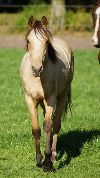 Deutsches Reitpony, Hengst in Neuenkirchen-Vörden
