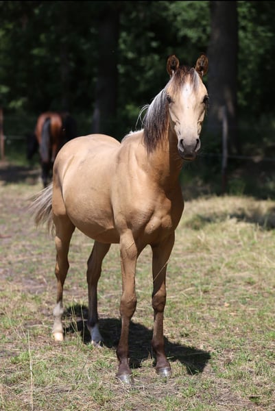 Deutsches Reitpony, Hengst in Neuenkirchen-Vörden