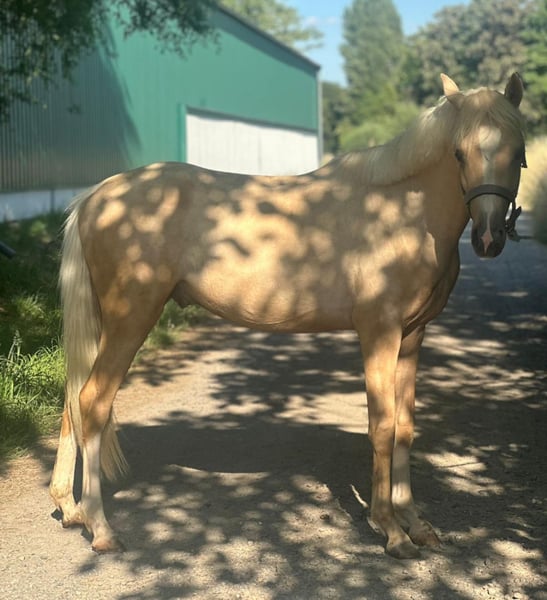 Deutsches Reitpony, Hengst in Mönchengladbach
