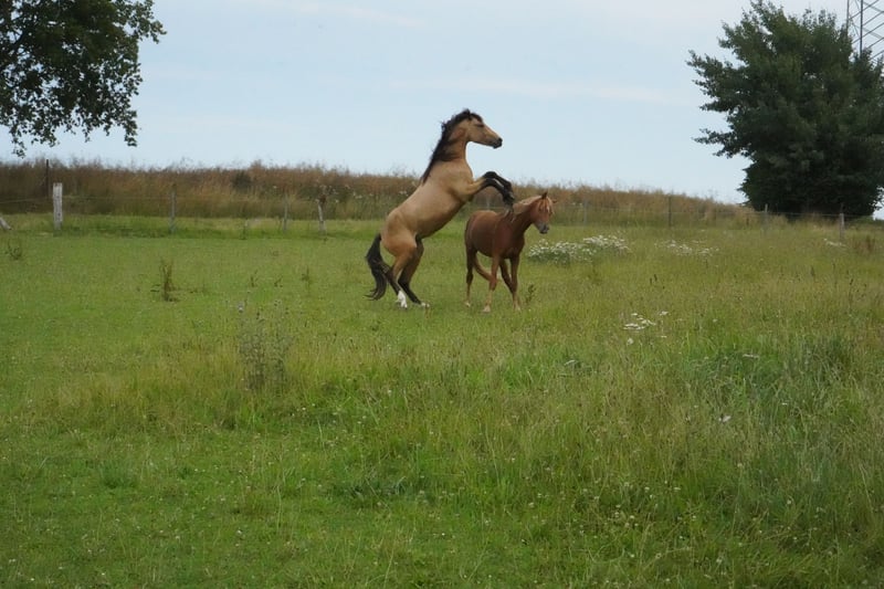 Deutsches Reitpony, Hengst in Damp