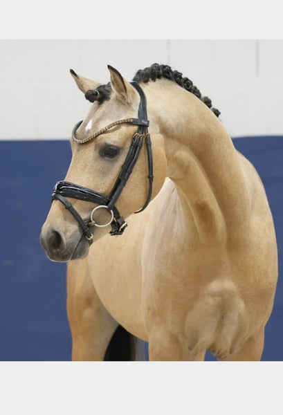Deutsches Reitpony, Hengst in Welver